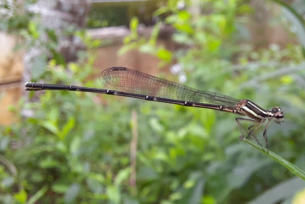 Red-striped Black Bambootail
