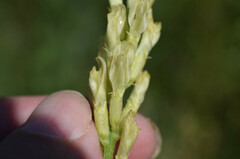 Astragalus asper