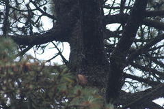 Dryobates stricklandi