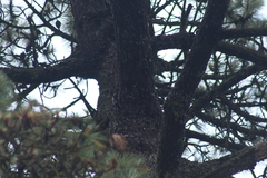 Dryobates stricklandi