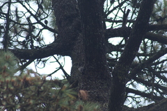 Dryobates stricklandi