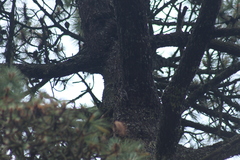 Dryobates stricklandi