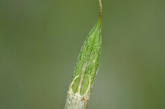 Astragalus asper