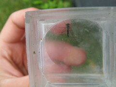 Chrysopilus asiliformis