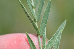 Astragalus asper