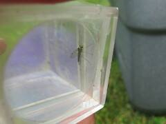 Chrysopilus asiliformis