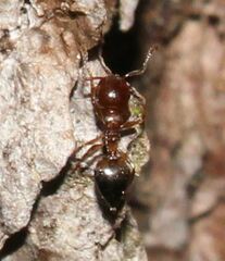 Crematogaster pinicola