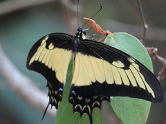 Heraclides androgeus epidaurus