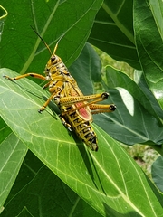 Romalea microptera