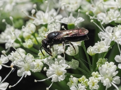 Hylaeus