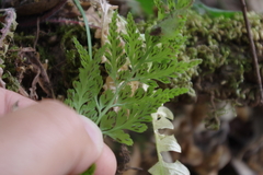 Asplenium onopteris