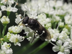 Hylaeus