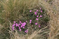 Dianthus graniticus