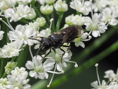 Hylaeus