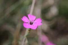 Dianthus graniticus