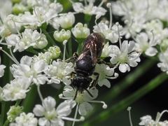 Hylaeus