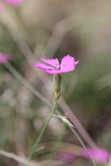 Dianthus graniticus