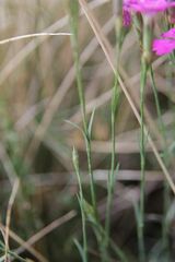 Dianthus graniticus