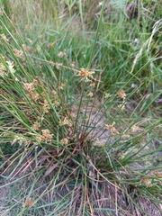 Juncus effusus
