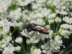 Hylaeus