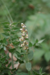 Teucrium siculum