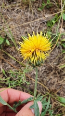 Centaurea collina