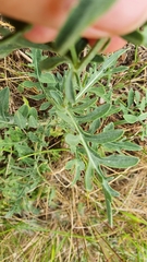 Centaurea collina