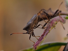 Coreus marginatus