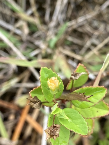 Sida pusilla observed 2022-06-26