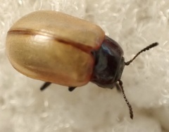 Chrysomela crotchi