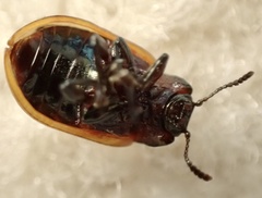 Chrysomela crotchi