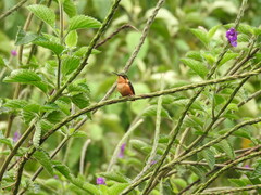 Chaetocercus heliodor