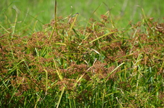 Cyperus pseudovegetus