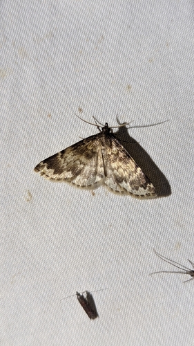 Idia occidentalis photo 5