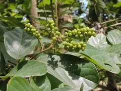 Antidesma ghaesembilla