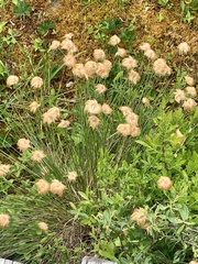 Eriophorum chamissonis