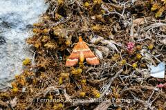 Stemmatophora combustalis