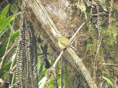 Myiophobus flavicans