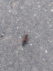 Staphylinus caesareus