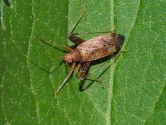 Phytocoris ulmi
