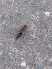 Staphylinus caesareus