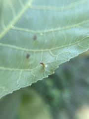 Caryomyia subulata