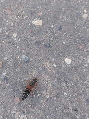 Staphylinus caesareus