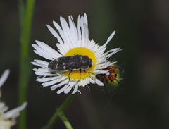 Acmaeoderella flavofasciata