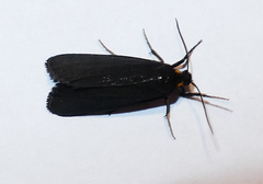 Inopsis funerea