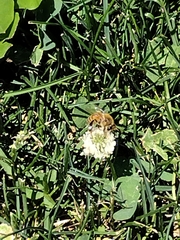 Apis mellifera
