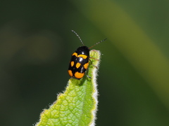 Cryptocephalus anticus