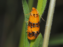 Commophila aeneana