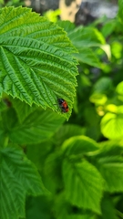 Cryptocephalus bipunctatus