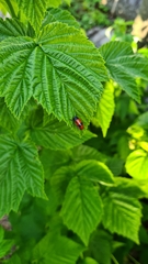 Cryptocephalus bipunctatus